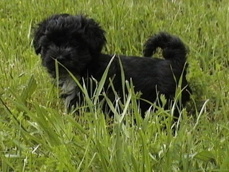 black havanese puppy in new york