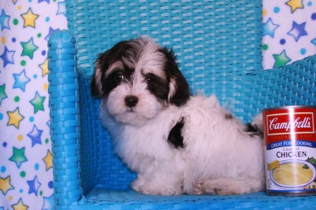 Havanese puppies for sale in new york
