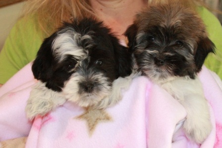 two havanese puppies in hand
