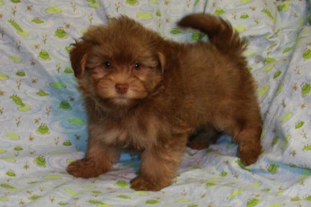 light chocolate havanese puppy in New York