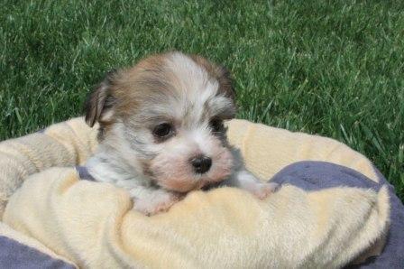 havanese puppies for sale in new york
