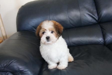new york havanese puppy for sale on blue couch