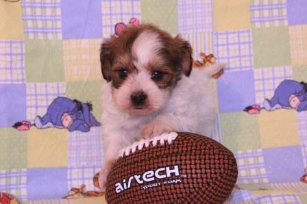 new york havanese puppy on couch