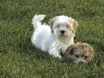havanese puppies in the grass in new york